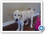 great pyrenees2