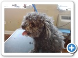 poodle1